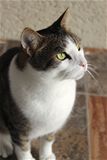 Pet Welfare kitty
